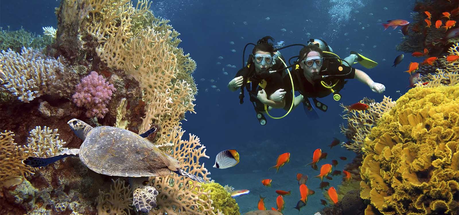 Scuba divers in Dominica Coral Reef.